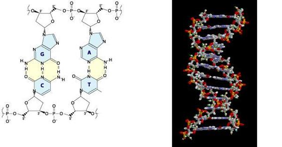 } 2 DNA̕qƗ̍\}